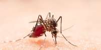 Entenda o que fazer para evitar a dengue |  Foto: jcomp/Freepik / Boa Forma