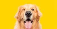 Curiosidades sobre a raça golden retriever revelam traços da história e características dos cães  Foto: Vinicius Florio | Shutterstock / Portal EdiCase