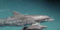 Veja curiosidades sobre o nascimento dos golfinhos  Foto: Jeff Greenberg/Getty Images