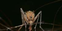 Diferente do mosquito da dengue, os mosquitos do gênero Culex não têm listras no corpo, como os pernilongos (Imagem: Franco Patrizia/Pixabay)  Foto: Canaltech