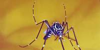 Muito mais que dengue, o mosquito Aedes aegypti pode transmitir zika, febre amarela e chikungunya (Imagem: CDC/ Harry D. Pratt)  Foto: Canaltech