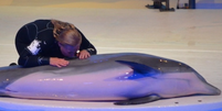 Golfinho morre em zoológico da Suécia após ser sufocado por alga artificial  Foto: Reprodução/Redes Sociais/@dolphin_project