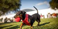 Cão da raça dachshund  Foto: Capuski/iStock