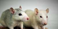 Ativação de determinados neurônios faz com que roedores tenham compulsão alimentar, mesmo quando estão saciados e sem fome (Imagem: Bilanol/Envato)  Foto: Canaltech