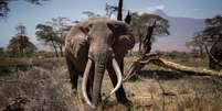 A Botsuana tem cerca de um terço da população mundial de elefantes  Foto: Getty Images / BBC News Brasil