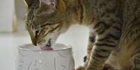 Para o gato beber mais água, é preciso seguir algumas dicas  Foto: Shutterstock / Alto Astral