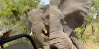 Elefante mata turista de 80 anos, fere cinco e destrói jipe em safari na África  Foto: Reprodução/Redes Sociais