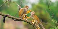 Macacos brincando em galhos de árvores  Foto: iStock