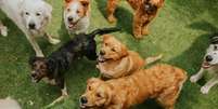 Saiba como escolher uma creche para cachorro  Foto: Shutterstock / Alto Astral