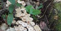 Cogumelos encontrados na expedição ao Pico da Neblina, no Amazonas  Foto: Tensing Rodriguez