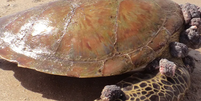 Tartarugas com tumores indicam que praias estão muito poluídas, mostra estudo  Foto: Eliana R. Matushima/Divulgação/USP