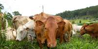 Vacas caracu do rebanho da fazenda Chiqueirão em Poços de Calda  Foto: Pedro Lotti/Revista Profissão Queijeira