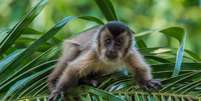 Os macacos-prego-amarelo têm uma habilidade cognitiva 'extraordinária', aponta pesquisa  Foto: Getty Images / BBC News Brasil