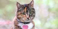 Estilo dos cantores de pop ajuda a escolher o nome dos gatos  Foto: cpaulfell | Shutterstock / Portal EdiCase