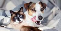 Veja como aumentar a imunidade dos pets  Foto: Shutterstock / Alto Astral