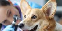 Otite canina causa inflamação no ouvido dos cães, afetando o bem-estar do animal  Foto: megaflopp | Shutterstock / Portal EdiCase