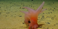 'Porco Barbie', 'Unicumber' e mais: cientistas descobrem espécies inusitadas no fundo do mar; veja fotos  Foto: Reprodução/Daily Mail