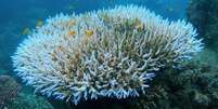 Estamos passando pela quarta onda de branqueamento em massa de corais, potencializada pelas mudanças climáticas e pelo El Niño, segundo pesquisadores  Foto: AIMS / BBC News Brasil
