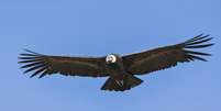 O Condor-dos-andes    Foto: Getty Images
