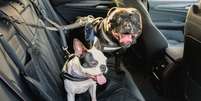 Veja como transportar cachorro em carro  Foto: Shutterstock / Alto Astral