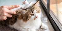 Veja os cuidados especiais com a pelagem dos gatos  Foto: Shutterstock / Alto Astral