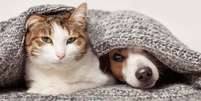 Veja os principais cuidados com os pets no frio  Foto: Shutterstock / Alto Astral