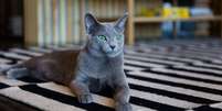O gato azul russo é considerado um dos mais elegantes do mundo Foto: Irina Borodovskaya | Shutterstock / Portal EdiCase
