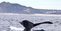 Grupo com mais de 100 baleias-piloto encalha em praia na Austrália (Imagem: Quique_Balderas/Envato)  Foto: Canaltech