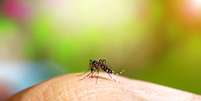 Mais da metade da população mundial pode ficar sob risco de doenças transmitidas por mosquitos, dizem pesquisadores  Foto: Noppharat05081977