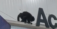 Macaco conhecido como 'Chico' provoca 'caos' em supermercado em SC  Foto: Reprodução/Redes Sociais