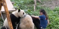 Pandas atacam uma cuidadora na frente de visitantes em zoológico na China  Foto: Reprodução/YouTube