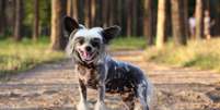 Alguns cachorros se destacam por suas características físicas distintas  Foto: Anna_Bondarenko | Shutterstock / Portal EdiCase