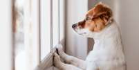 Ansiedade de separação afeta a saúde de cães  Foto: Shutterstock / Alto Astral