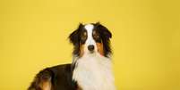 Saber o tamanho que o cachorro ficará é importante para oferecer bem-estar ao pet  Foto: JessicaMcGovern | Shutterstock / Portal EdiCase