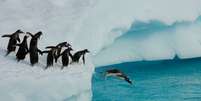 Pinguins têm alta taxa de mortalidade em filhotes, revela estudo  Foto: Canva / Perfil Brasil