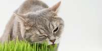 Gato comendo grama dentro de casa.  Foto: Foto: Istock