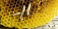 Larvas em favo de mel Foto: Getty Images / BBC News Brasil