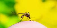 SP registra 1º óbito do ano por febre amarela; veja como prevenir  Foto: Shutterstock / Saúde em Dia