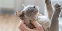 Saiba como fazer carinho em gato  Foto: Shutterstock / Alto Astral