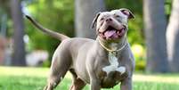 O american bully é um cachorro dócil e muito amigável Foto: alberto clemares exposito | Shutterstock / Portal EdiCase