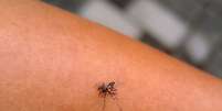 Mosquito da dengue pode ser identificado por suas listras e tamanhos  Foto: hendy Faisal/iStock