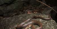 Cobra que escala com os dentes: criatura bizarra foi descoberta na Tailândia  Foto: Harry Ward-Smith