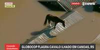 Cavalo ilhado se equilibra em telhado no RS  Foto: GloboNews