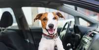 Adotar alguns cuidados ao andar de carro com animais ajuda a evitar acidentes  Foto: Kazlova Iryna | Shutterstock / Portal EdiCase