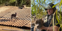 Cão pitbull é resgatado após ficar 6 dias ilhado em telhado no RS  Foto: Reprodução/Instagram