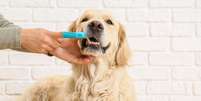Entenda como cuidar da saúde bucal dos pets  Foto: Shutterstock / Alto Astral