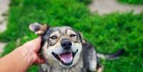 Ter cuidados preventivos mantém os pets saudáveis por mais tempo  Foto: Bachkova Natalia | Shutterstock / Portal EdiCase