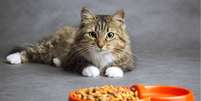 Alimentação adequada evita doenças em gatos Foto: fantom_rd | Shutterstock / Portal EdiCase
