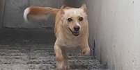 Cachorro Churrasco perde duas patas mas continua pulando e brincando Foto: Divulgação
