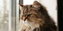 Gatos estressados podem ter respostas físicas e comportamentais negativas Foto: Danielle Armstrong | Shutterstock / Portal EdiCase